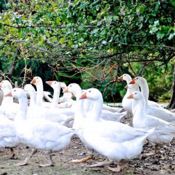 Gänse im Freien unter einem Baum