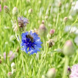 Kornblume