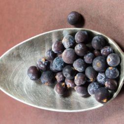 Wacholderbeeren auf einen Löffel