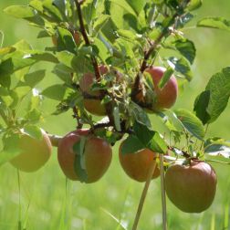 Äpfel am Baum