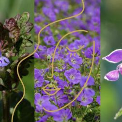 Gundelrebe, Storchschnabel und Taubnessel