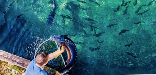 Alpenkaviar, eine heimische Delikatesse