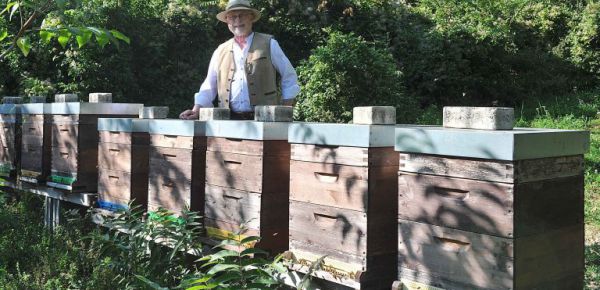 Was machen die Bienen?