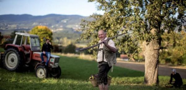 Hirschbirne voll saftig