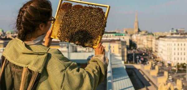 Terroir im Bienenstock 