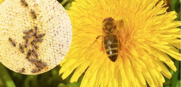 Kostbarer Bio-Blütenhonig