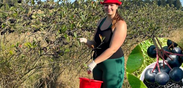 Aronia oder Apfelbeere = Superfood