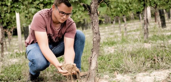 Lebendiger Weingarten, natürlicher Wein 