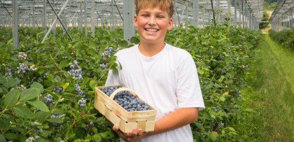 Auf die Beeren, fertig, los