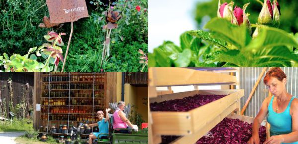 Die Kraft der Kräuter entdecken