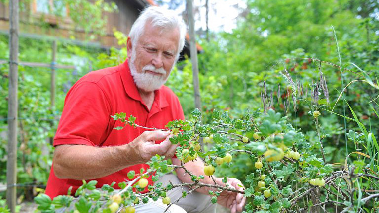 Walter Kölbl in seinem Beerengarten.
