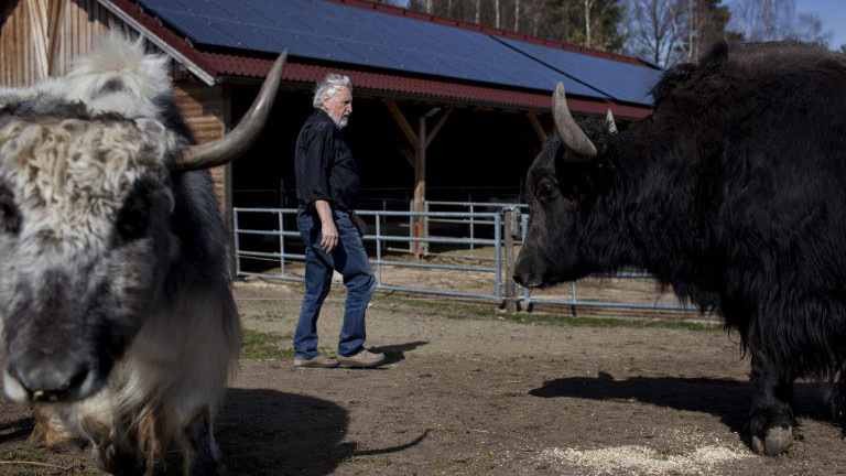 Yak Züchter im Waldviertel