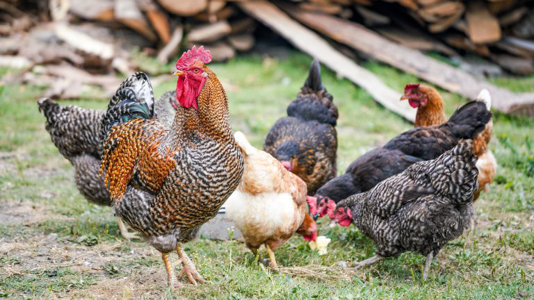 vier Hühner und ein Hahn auf einer grünen Wiese