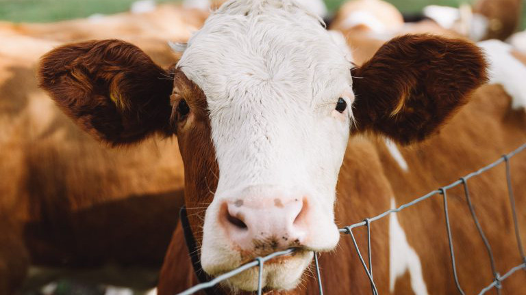 Kalb mit anderen Kälbern auf einer Wiese