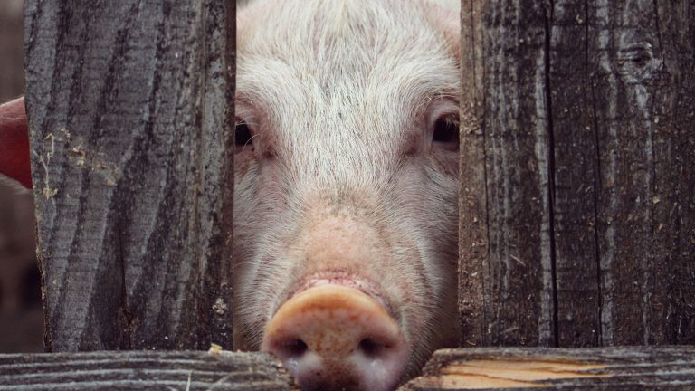 Schwein schaut zwischen zwei Holzbalken durch.