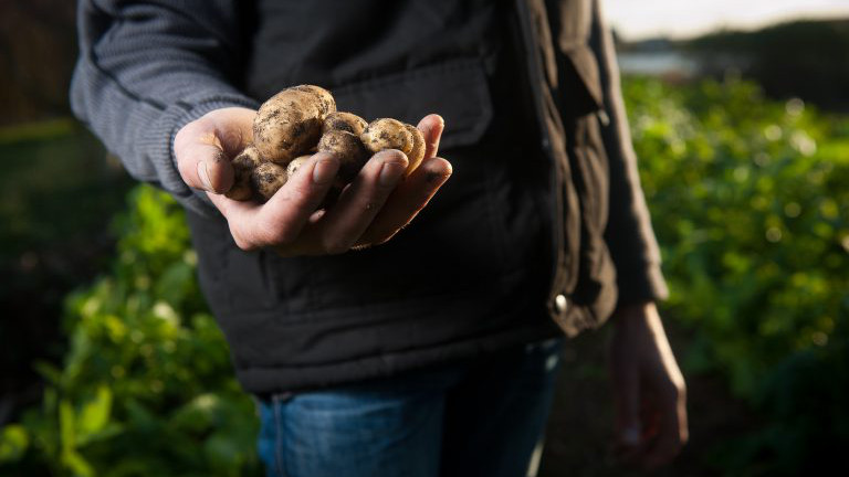 Bauer hält Erdäpfel in der Hand