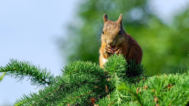 Eichhörnchen auf einem Lärchenast