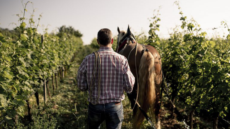Mann mit Pferd im Weingarten