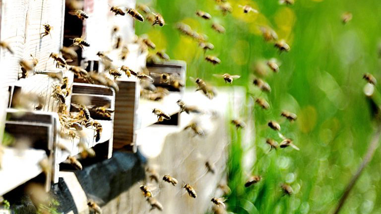 Bienen fliegen zum Stock