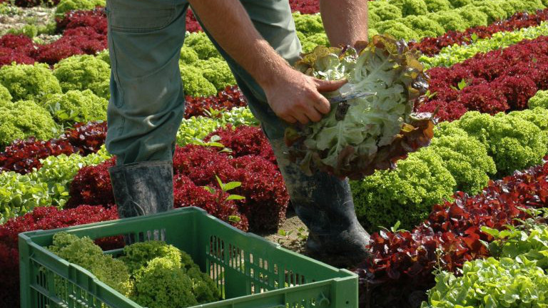 Mann erntet Kopfsalat