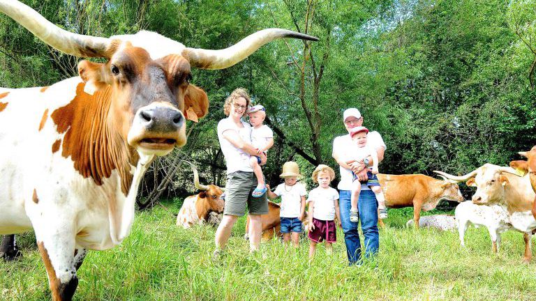 Familie auf der Weide mit Texas Longhorn Rindern