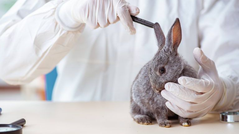 Wissenschaftler testet Kaninchen an Tieren