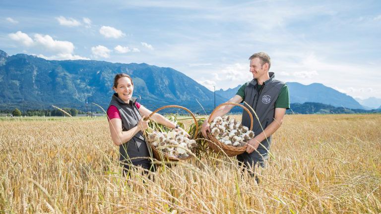 Mann und Frau im Getreidefeld mit Körben voll Knoblauch