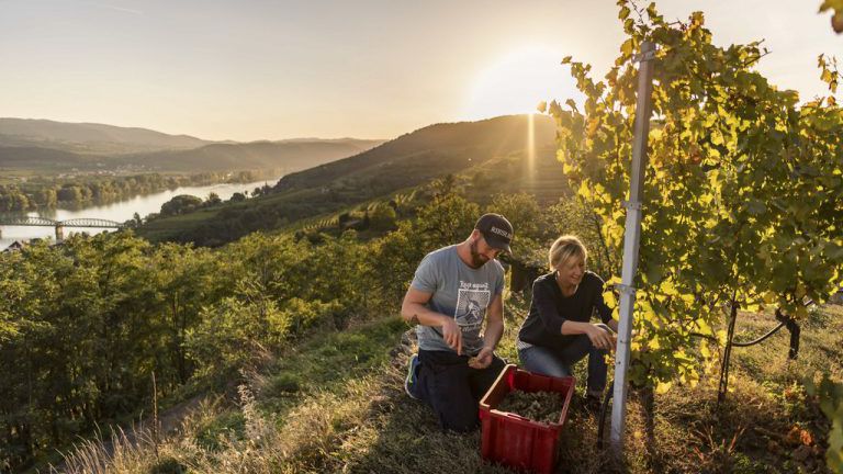 Winzer und Winzerin bei der Ernte