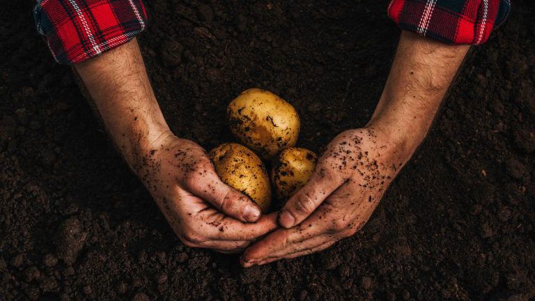 geschnittene Ansicht eines Bauern, der reife natürliche Kartoffeln in der Erde hält