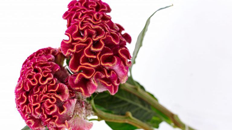 Blume Celosia