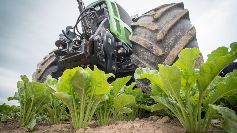 Traktor am Rübenfeld