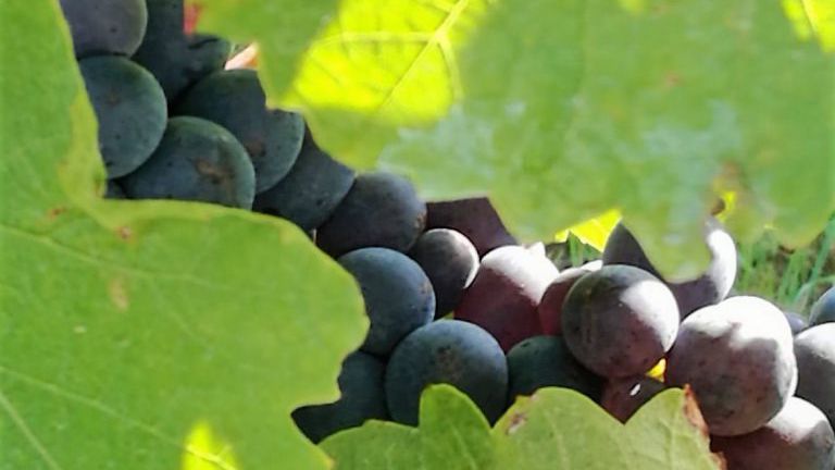 Blaufränkisch Trauben am Stock