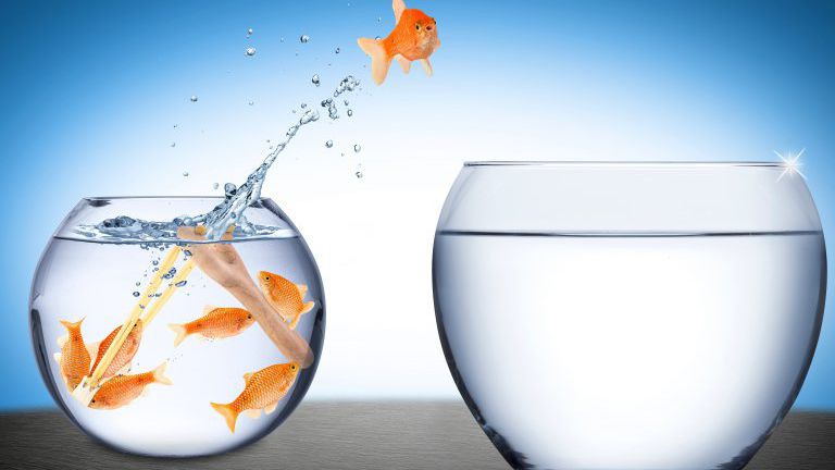 Fisch-Teamwork-Konzept