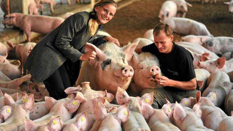 Mann, Frau und eine Herde Schweine