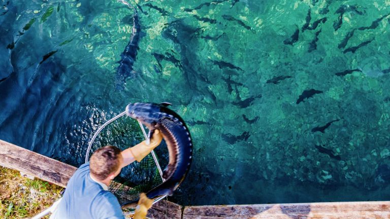 Alpenkaviar, eine heimische Delikatesse