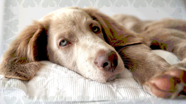 Hund liegt auf einem weißen Polster
