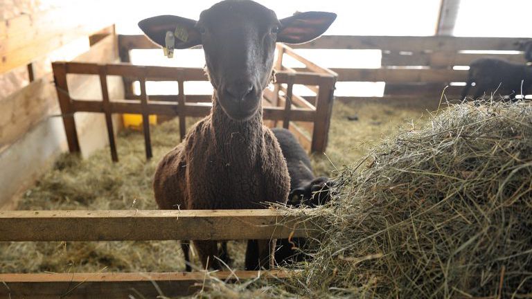 Schaf im Stall beim Heu fressen