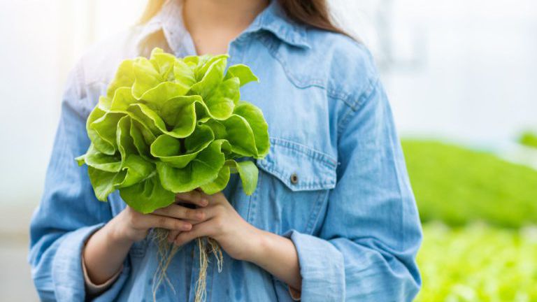 Frau hält einen Kopf Salat