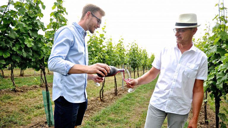 Winzer im Weingarten trinken Rotwein-Frizzante