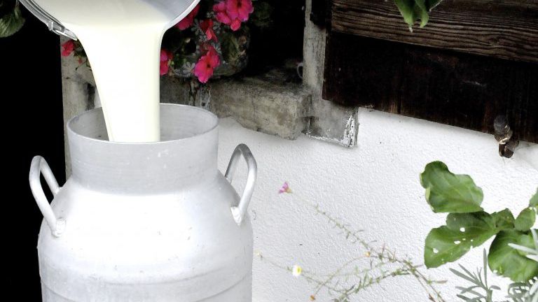 Milch wird in eine Milchkanne geschüttet