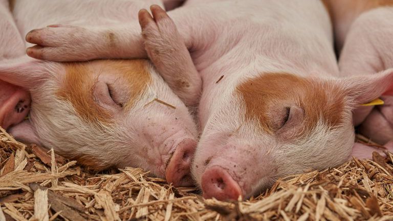 Zwei schlafende Ferkel