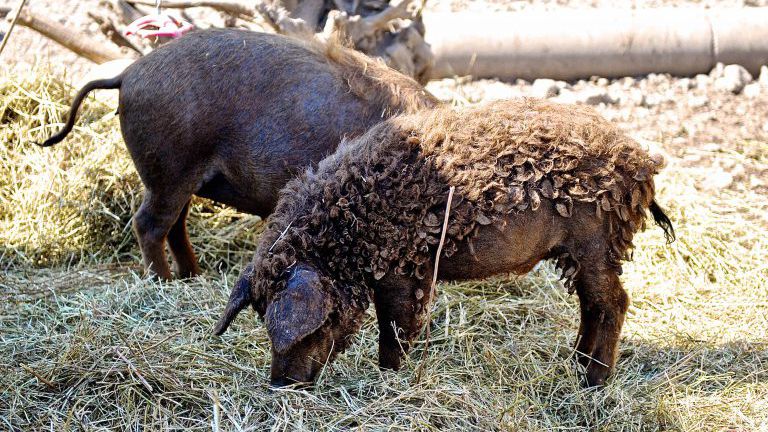 Zwei Mangalitza-Schweine