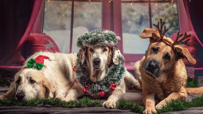 Hunde zu Weihnachten
