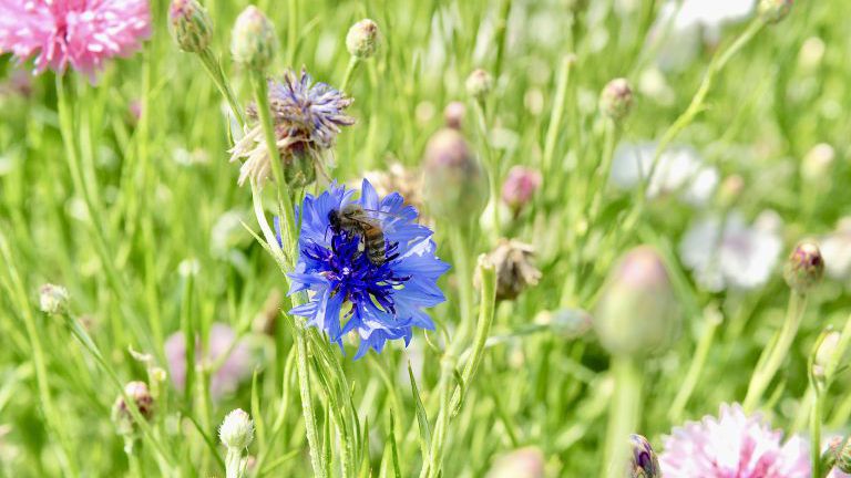 Kornblume