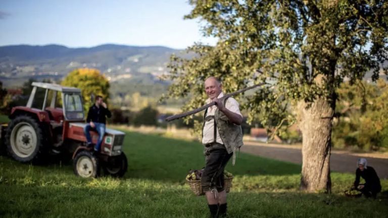 Hirschbirne voll saftig