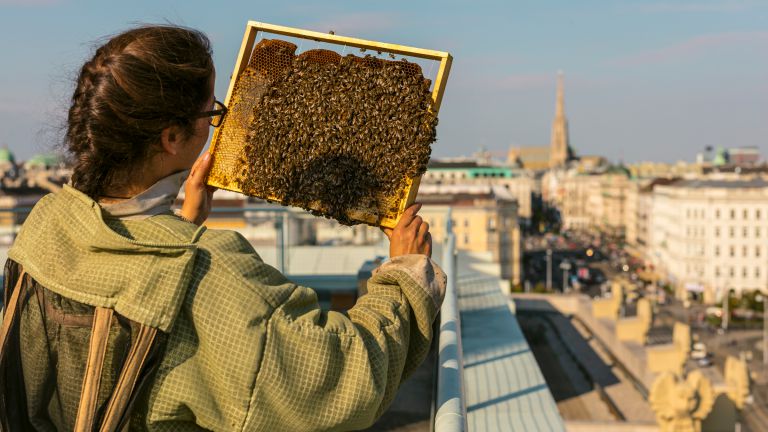 Terroir im Bienenstock 