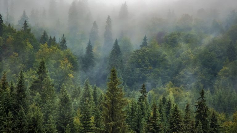 Nutzen wir den Wald fürs Klima