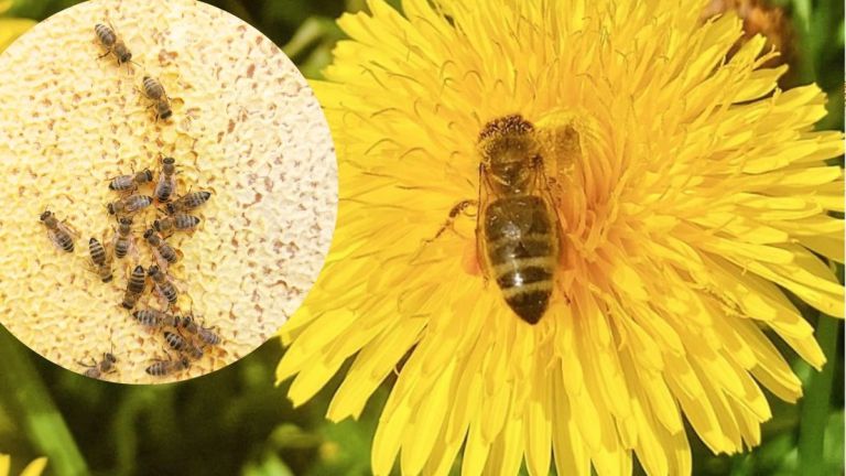 Kostbarer Bio-Blütenhonig
