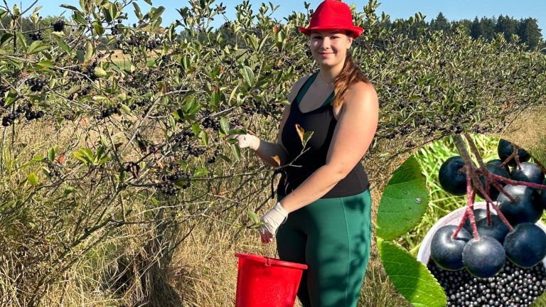 Aronia oder Apfelbeere = Superfood