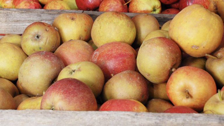 Äpfel